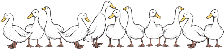 home-duck.png